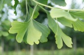 3350-Ginkgo biloba Horizontalis_02